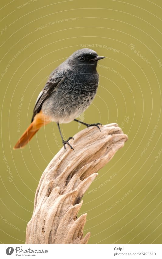 bird Life Nature Plant Animal Forest Bird Wing Dark Small Wild Brown Green Red Black Redstart red tail redstare wildlife common perched fauna Spain Ornithology