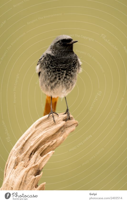 bird Life Nature Plant Animal Forest Bird Wing Dark Small Wild Brown Green Red Black Redstart red tail redstare wildlife common perched fauna Spain Ornithology