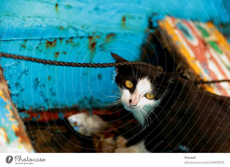 Cat in canoe Beach Island Rope Animal Coast Transport Boating trip Fishing boat Watercraft Pet 1 Beautiful Astute Blue Black White Authentic Canoe fish Senegal