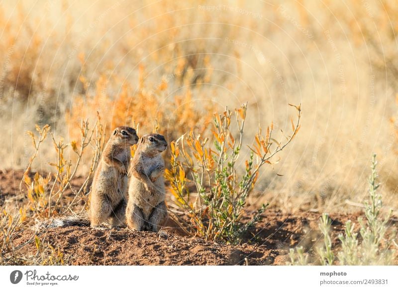 Together #2 Vacation & Travel Tourism Safari Nature Plant Warmth Drought Grass Desert Animal Wild animal Squirrel Pair of animals Rutting season Observe Stand