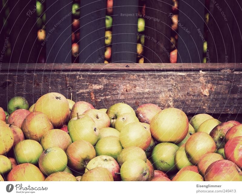 apple harvest Fruit Apple Garden Healthy Complex Nature Agriculture Harvest Wooden box Storage area Colour photo Exterior shot Close-up Deserted Copy Space left