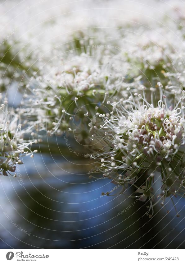 Flowers on the mountain pasture Environment Nature Plant Spring Blossoming Growth Contrast White Colour photo Exterior shot Close-up Light Blur