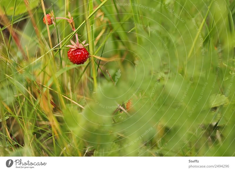 Forest strawberries in grass Wild strawberries Forest Strawberries forest fruits Forest plants Fragaria vesca Snackfruit collected nuts Berries summer fruits