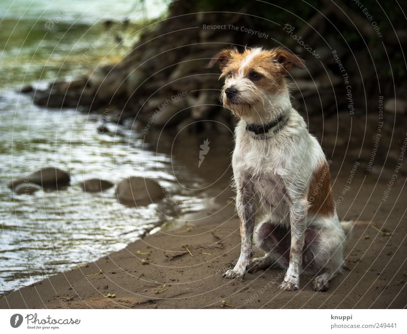 man's best friend Beach Waves Nature Water Sunlight Beautiful weather River bank Animal Pet Dog Animal face 1 Baby animal Sit Wait Curiosity Brown Green White