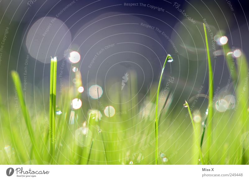 glitter Drops of water Grass Meadow Glittering Wet Green Dew Blade of grass Colour photo Multicoloured Exterior shot Close-up Deserted Copy Space top