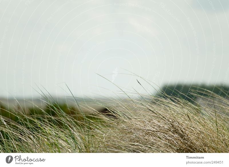 resting land Vacation & Travel Summer Environment Nature Landscape Plant Grass North Sea Denmark Looking Emotions Acceptance Warm-heartedness Caution Serene