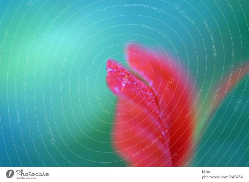 intoxication Nature Plant Flower Blossoming Blue Multicoloured Green Red Elegant Blossom leave Wet Drops of water Colour photo Exterior shot Deserted