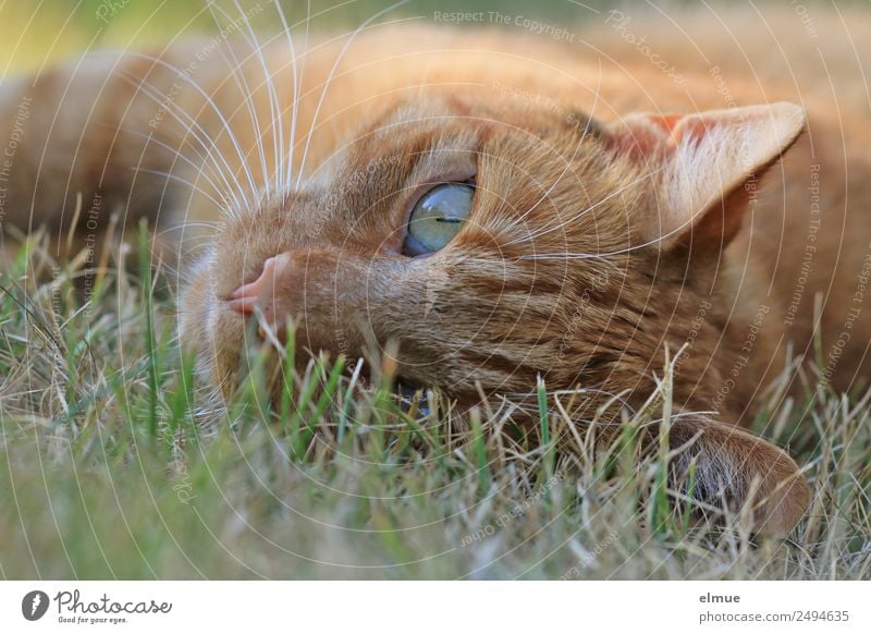 Red tomcat Well-being Relaxation Pet Cat Whisker Goof off Observe To enjoy Lie Beautiful Curiosity Contentment Safety (feeling of) Love of animals Watchfulness