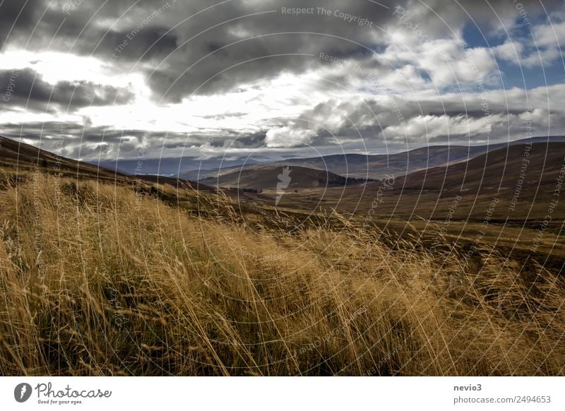 Scottish Highlands Nature Climate Bad weather Brown Gray Dark Great Britain High plain Scotland Mountain Hiking Grass Grassland Knoll Tuft of grass Grass meadow