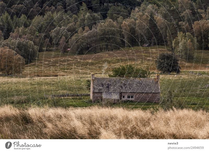 Scottish stone house at the edge of the forest Environment Nature Landscape Wind Grass House (Residential Structure) Hut Historic Cold Gray Fieldstone house