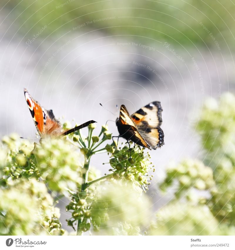 as long as it remains sunny - late summer in the garden Butterfly Small tortoiseshell Peacock butterfly butterfly wings Wing pattern native butterfly