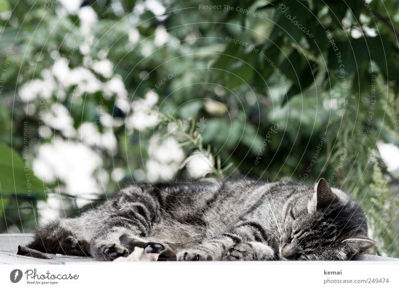 have a nap Environment Nature Plant Sunlight Bushes Garden Animal Pet Cat Animal face Pelt Paw 1 Lie Sleep Gray Green mackerelled Tabby cat Colour photo