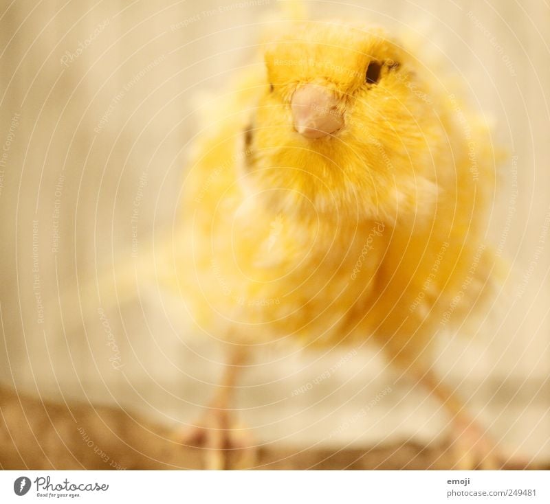 pipsqueak Animal Pet Bird Pelt 1 Yellow Budgerigar Plumed Canary bird Colour photo Interior shot Deserted Copy Space left Neutral Background Artificial light