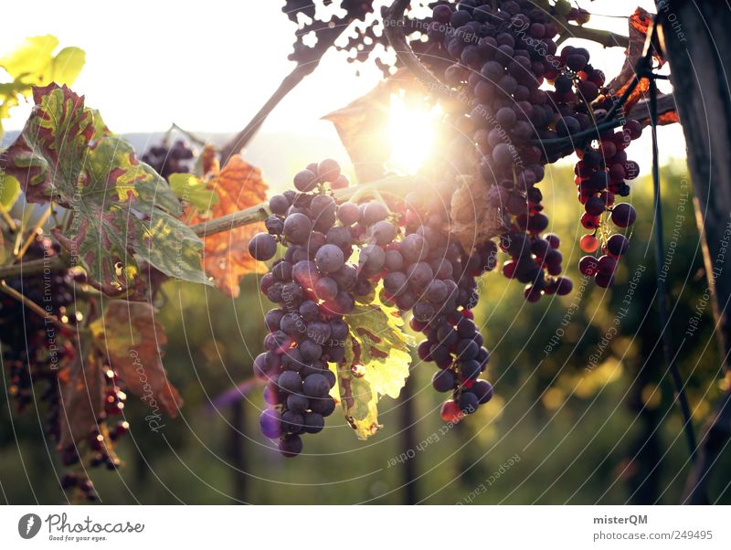 Winemaking pleasure. Environment Esthetic Grape harvest Vine Vineyard Bunch of grapes Wine growing Red wine Quality Mature Harvest Italy Italian Exterior shot