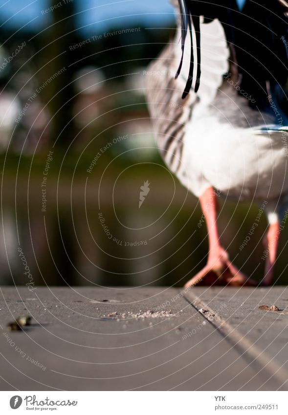 fly away Environment Nature Landscape Plant Animal Air Beautiful weather River bank Wild animal Wing 1 Flying Emotions Watchfulness Grouchy Animosity Movement