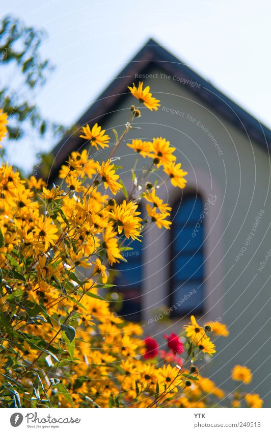 Corner of Main Street Environment Nature Plant Cloudless sky Summer Weather Beautiful weather Flower Bushes Small Town Downtown Outskirts