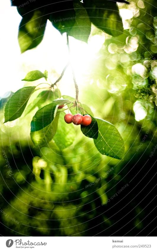 As the cherries ripened. Food Fruit Nutrition Picnic Organic produce Environment Nature Plant Sun Sunlight Summer Beautiful weather Agricultural crop Cherry