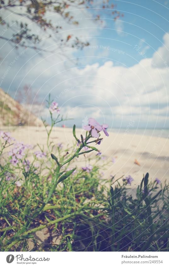 Blossom out. Well-being Relaxation Vacation & Travel Summer vacation Beach Nature Landscape Plant Sand Sky Clouds Horizon Sunlight Spring Beautiful weather