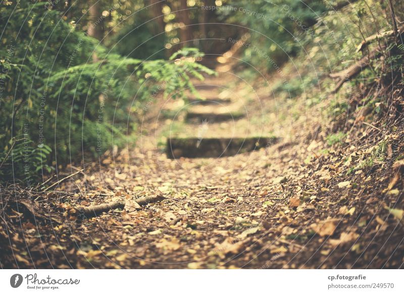 Forest path 2 off foliage daylight Indian summer Branch Summer Autumn