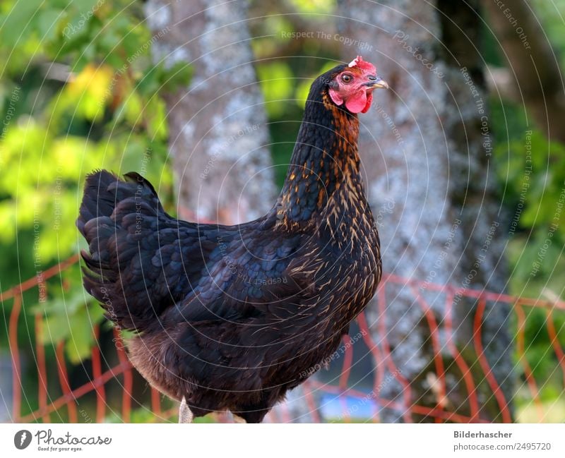 Happy free-range chicken Barn fowl Laying hen Free-range rearing Poultry farm Chicken coop Egg Gamefowl Feminine Feather Livestock breeding Farm animal