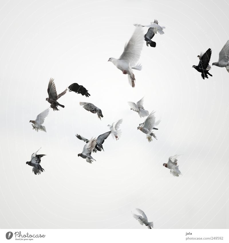 fly Feasts & Celebrations Sky Animal Bird Pigeon Flock Flying Esthetic Colour photo Exterior shot Deserted Neutral Background Day Animal portrait