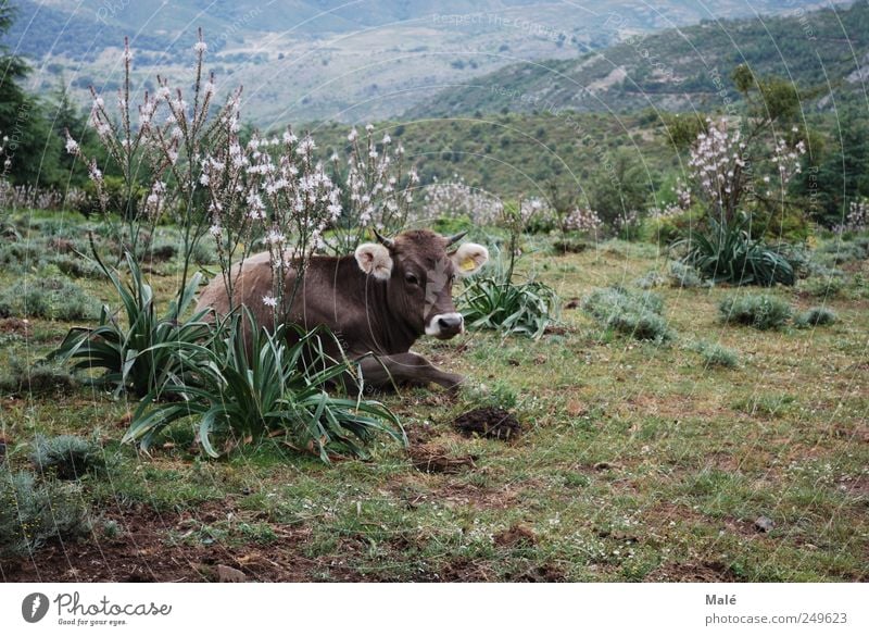 siesta Vacation & Travel Mountain Hiking Nature Landscape Plant Animal Grass Bushes Wild plant Meadow Hill High plain Farm animal Cow Animal face Calf 1