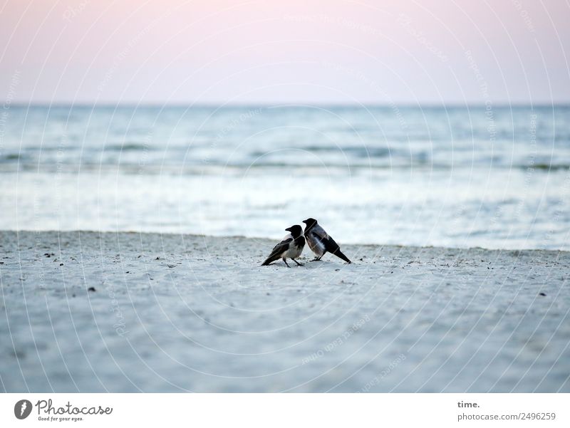 The bread of others Sand Water Horizon Waves Coast Beach Baltic Sea Animal Wild animal Bird 2 Observe Looking Stand Wait Gray Black Together Watchfulness