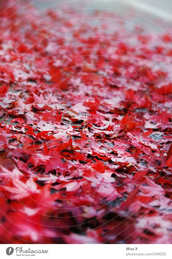 red Autumn Leaf Street Red Autumnal Autumn leaves Maple leaf Sidewalk Slippery surface Colour photo Multicoloured Exterior shot Close-up Pattern Deserted