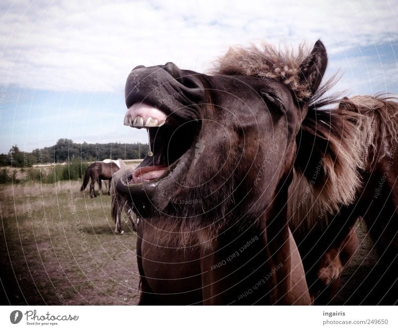 Animal good Farm animal Horse Animal face 1 Herd Laughter Exceptional Brash Happy Positive Crazy Wild Optimism Joie de vivre (Vitality) Nature Joy