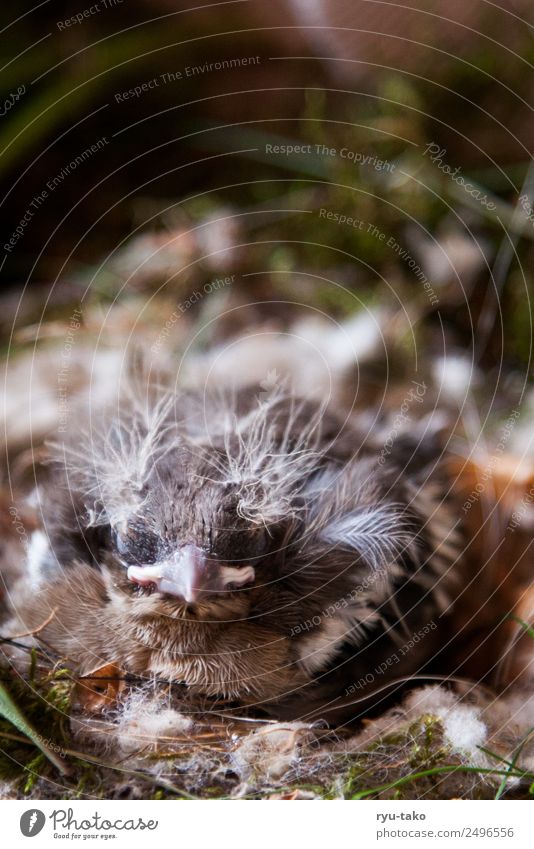 Alfred's got a cool haircut. Animal Bird Wing 1 Baby animal Natural Cute Soft Bravery Power Trust Protection Safety (feeling of) Love of animals Calm Sleep cub