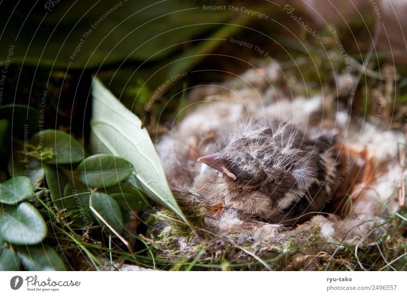 beep nest Animal Bird Chaffinch 1 Baby animal Sleep Cute Soft Power Safety Protection Safety (feeling of) Warm-heartedness Love of animals Help Patient Calm