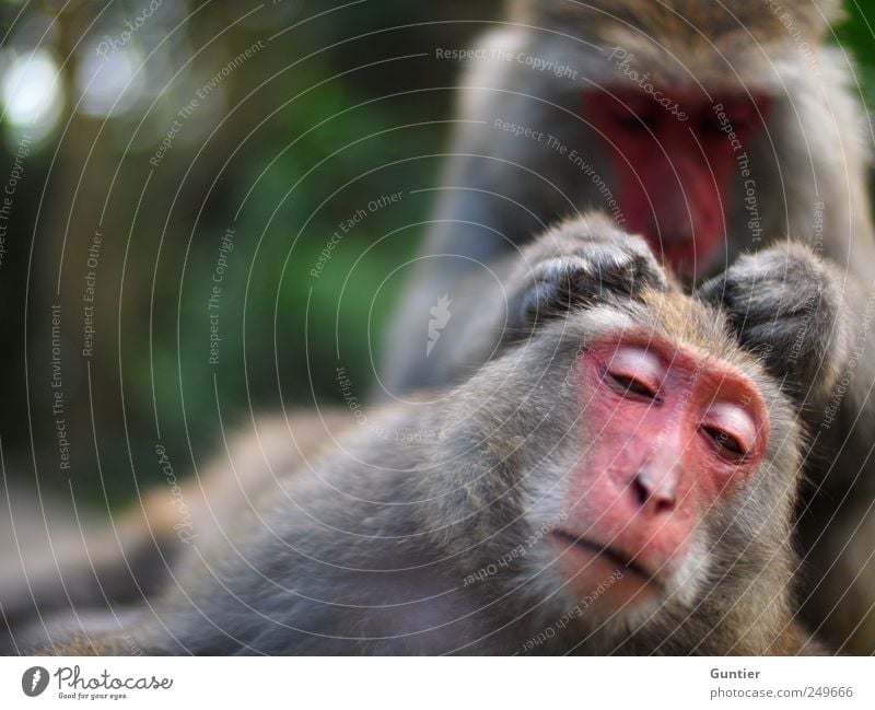 Haaaarrrrrrrr,... Wild animal 2 Animal Pair of animals Gray Green Pink Black Silver Monkeys Trust Contentment Stroke Affection Mammal Personal hygiene