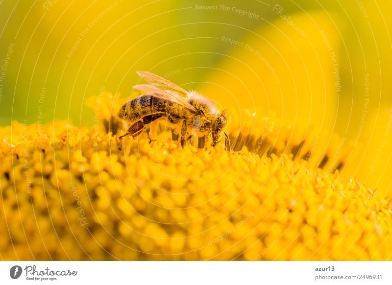 Macro honey bee collects yellow pollen on sunflower in nature Body Summer Sun Sunbathing Work and employment Environment Nature Plant Animal Sunlight Spring