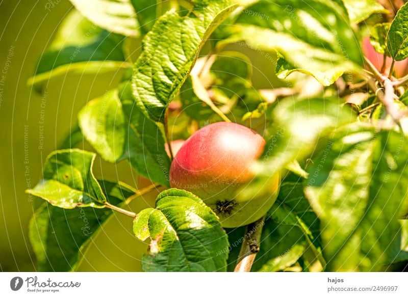 ripe apple on a tree Fruit Apple Healthy Red Mature Tree Apple tree Summer extension Plantation Agriculture Fruittree meadow Swabian variety Old Harvest