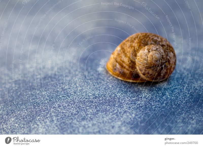 retreat Environment Snail Blue Brown Snail shell Retreat creep away Hide Spiral Empty Uninhabited Death Collection 1 Cloth Lie Presentation Colour photo