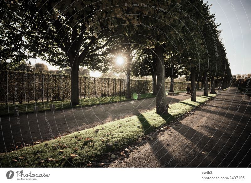 green lung Environment Nature Landscape Plant Cloudless sky Autumn Climate Beautiful weather Tree Grass Park Hannover Herrenhäuser Gardens Lanes & trails