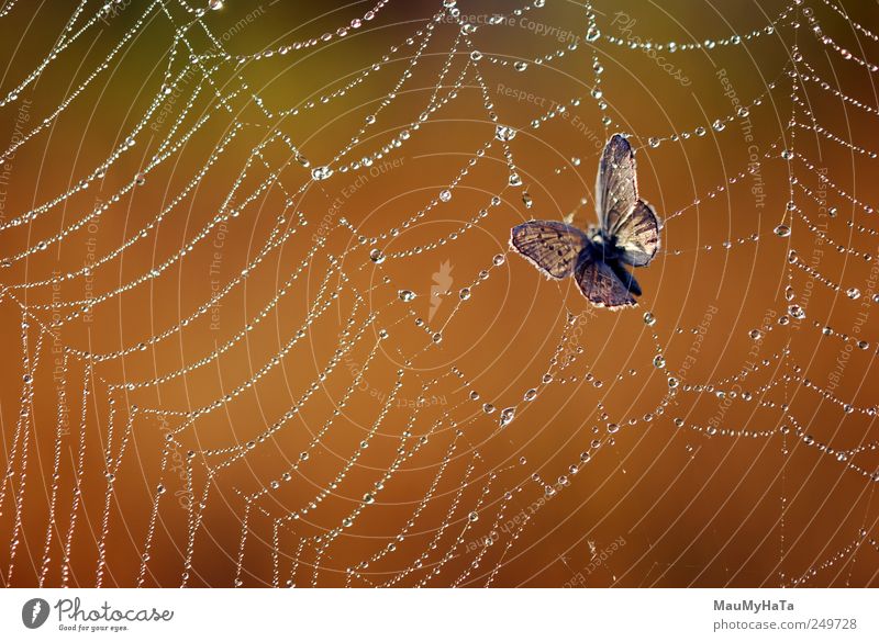 Butterfly trapped Nature Animal Water Drops of water Sunrise Sunset Sunlight Summer Climate Beautiful weather Rain Plant Exotic Garden Park Field Wild animal 1