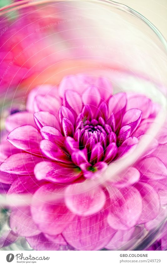 floral shock Plant Blossom Agricultural crop Pot plant Bouquet Pink Bizarre Blossoming Market garden Chrysanthemum Colour photo Multicoloured Deserted