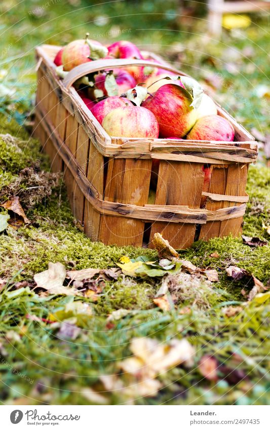 apple basket Lifestyle Shopping Luxury Healthy Health care Healthy Eating Fresh Yellow Green Apple Basket Blue Organic produce Nutrition Nature Natural color