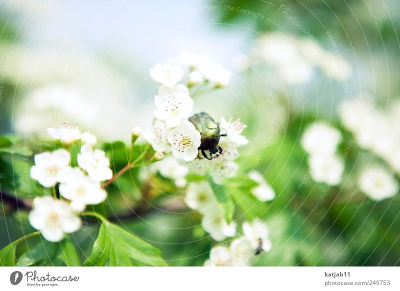 bug Environment Nature Plant Animal Beautiful weather Flower Blossom Foliage plant Cherry blossom Garden Wild animal Beetle 1 Crawl Green White Colour photo