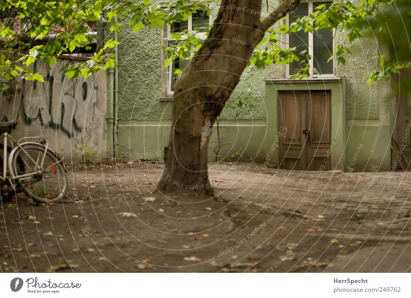 backyard fish Prenzlauer Berg House (Residential Structure) Green Backyard Courtyard Facade Colour photo Subdued colour Exterior shot Deserted