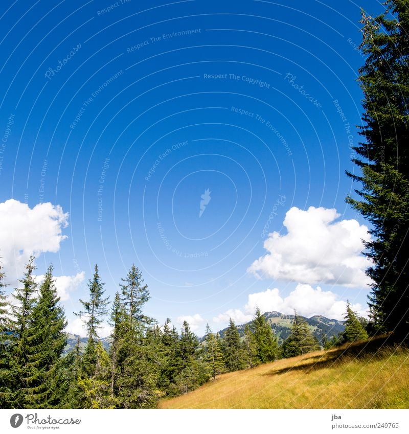 Mountain idyll! Harmonious Contentment Calm Tourism Freedom Summer Hiking Nature Landscape Beautiful weather Fir tree wild hay Grass Field Forest Alps Peak