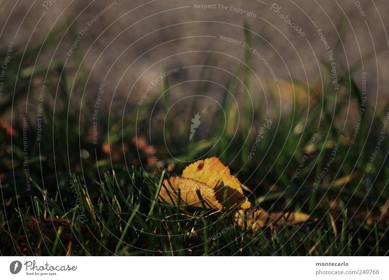 The golden leaf Nature Plant Autumn Beautiful weather Leaf Old To dry up Colour photo Multicoloured Exterior shot Close-up Detail Copy Space top Day Sunlight