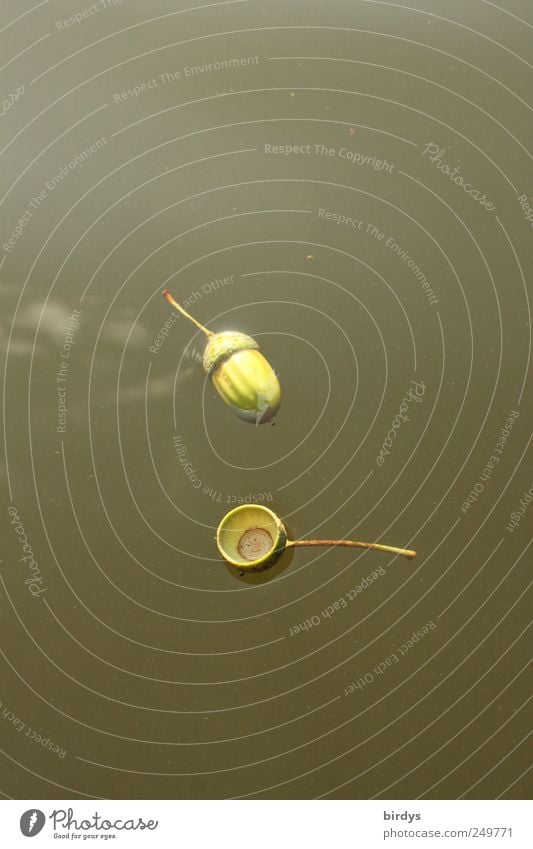 Did you lose your little fruit? Water Autumn Pond Lake Swimming & Bathing Friendliness Funny Green Nature Lose Acorn Seed head Float in the water