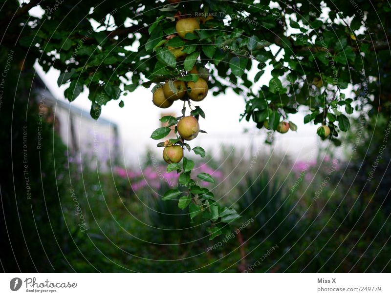 In the dark forest Food Fruit Apple Nutrition Organic produce Tree Garden Hang Delicious Round Juicy Sour Sweet Apple tree Tree trunk Branch Twig