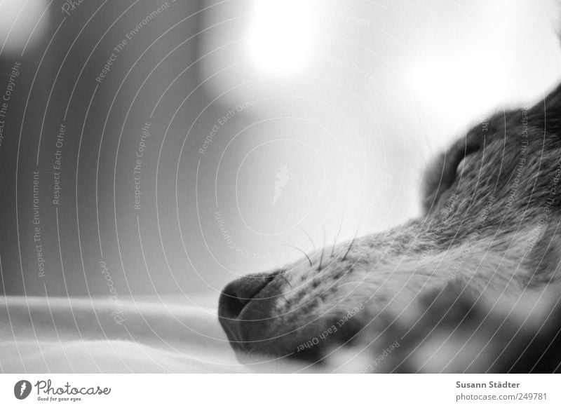 dreaming of Leckerliland Animal Pet Dog Lie Dream Bed Dog's snout Dog basket Dog's head Paw Goof off Gray Old Feeble Black & white photo Interior shot Close-up