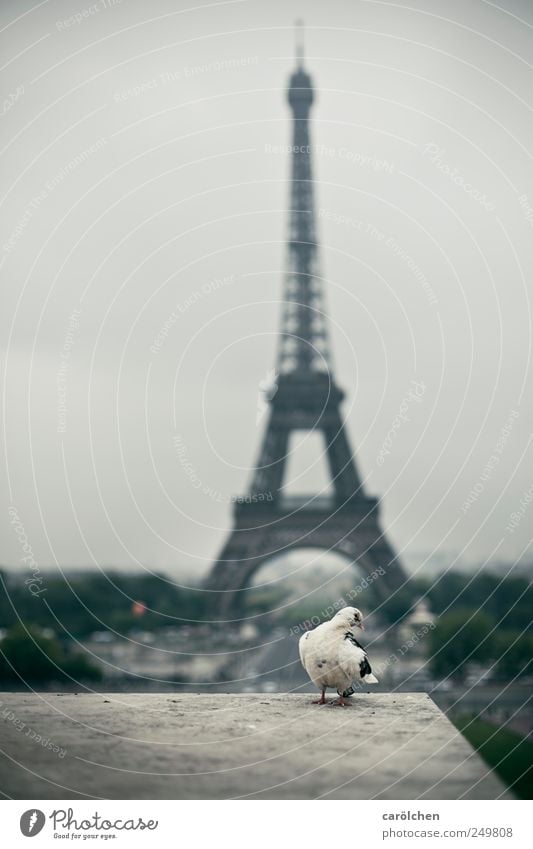 please take a picture of me! Animal 1 Gray Pigeon Posture Timidity Eiffel Tower Paris Colour photo Subdued colour Exterior shot Deserted Copy Space left