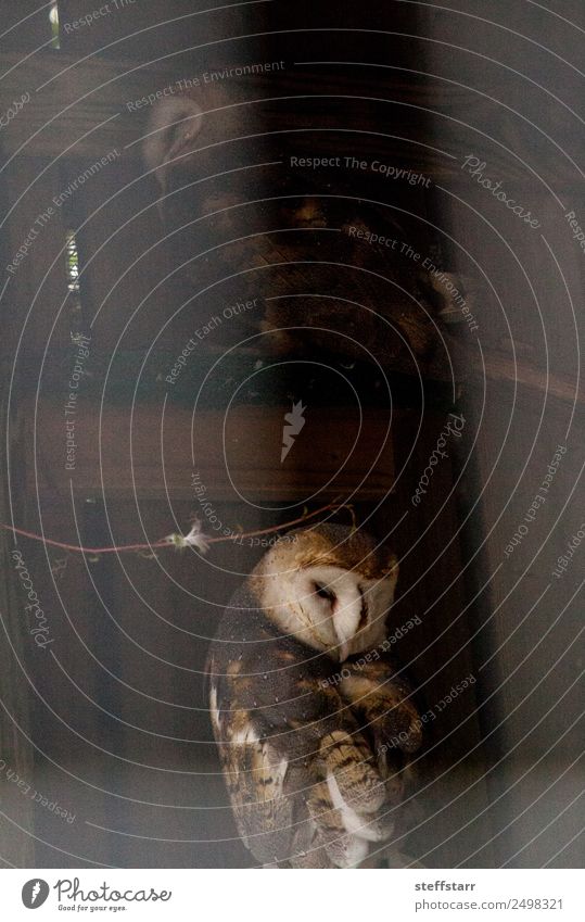 Barn owl Tyto alba in the shadows of a barn Animal Wild animal Bird 1 Brown White Owl Bird of prey raptor Night owl white face common barn owl avian nocturnal