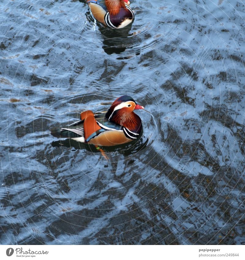 Tangerine duck(s) Water Summer Beautiful weather Waves Pond Lake Small Town Animal Dead animal Wing 2 Swimming & Bathing Blue Brown Yellow Red Duck Beak Feather