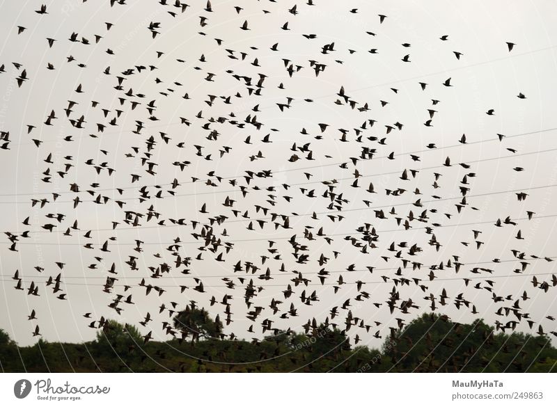 Birds Nature Plant Animal Sky Clouds Horizon Summer Climate Bad weather Tree Wild plant Garden Park Field Mountain Wild animal Group of animals Flock Movement